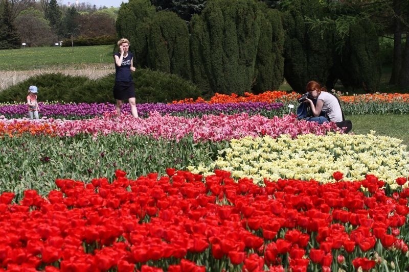 Tulipany zakwitły w „botaniku”. Warto się wybrać w ten weekend [zdjęcia]