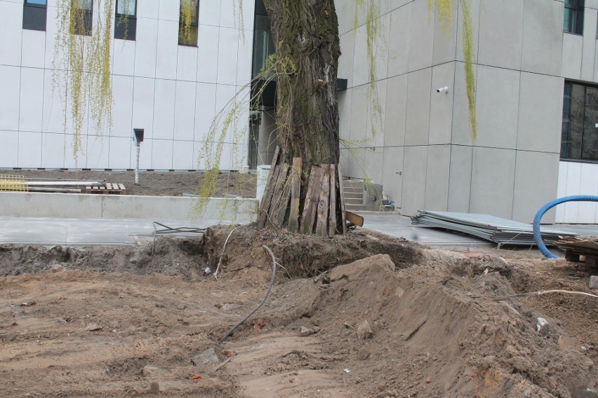 Zdjęcia drzew z placu budowy sądu przesłaliśmy dr Marzenie...