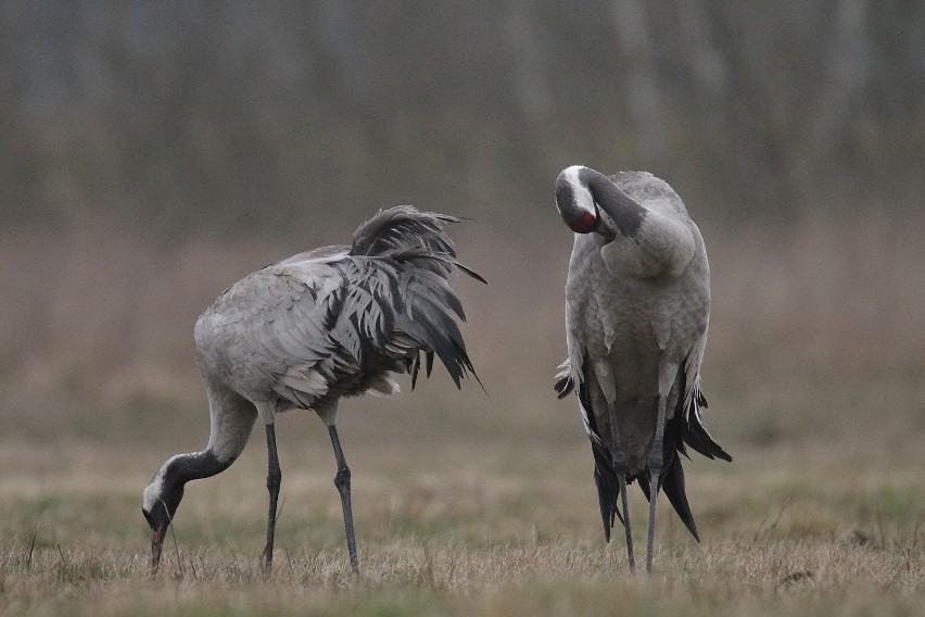 Poleski Park Narodowy. Teraz łatwiej wypatrzysz żurawia, wodniczkę i storczyki 