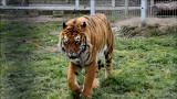 Nowe Zoo Poznań: Uratowane tygrysy Gogh i Kan są już po przeprowadzce do nowego domu. Tygrysiarnia powstała dzięki publicznej zbiórce