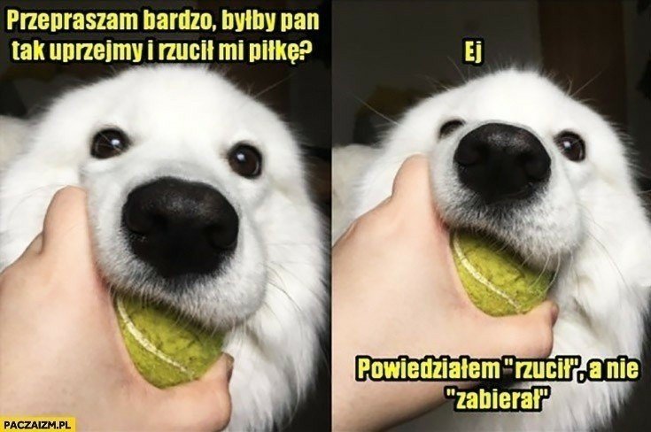 oto-najlepsze-memy-z-psami-i-kotami-ka-dy-chcia-by-je-przytuli