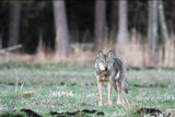 Liczenie wilków i rysi. 200 leśników ruszy w teren
