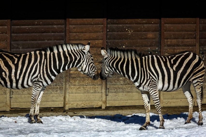 Mieszkańcy krakowskiego zoo