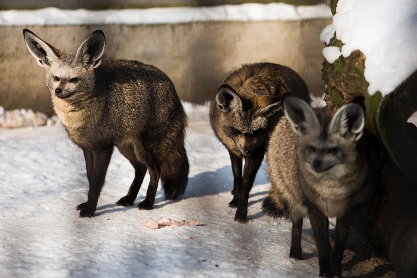 Mieszkańcy krakowskiego zoo