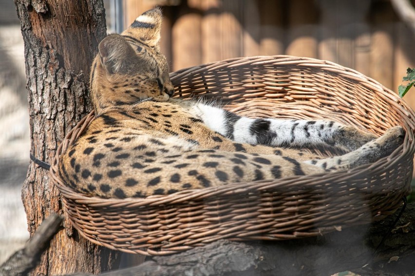 Afrykańska mozaika nie zniknie z zoo wraz z rozbiórką starego pawilonu. Zmieni miejsce 