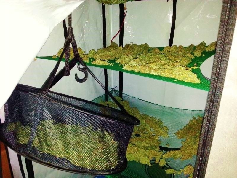 Skarżyska policja znalazła plantację marihuany