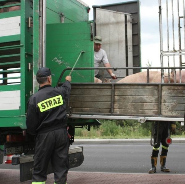 Volvo nie nadawało się do dalszej jazdy, dlatego trzeba był przeładować towar - sto świń przeznaczonych na ubój.