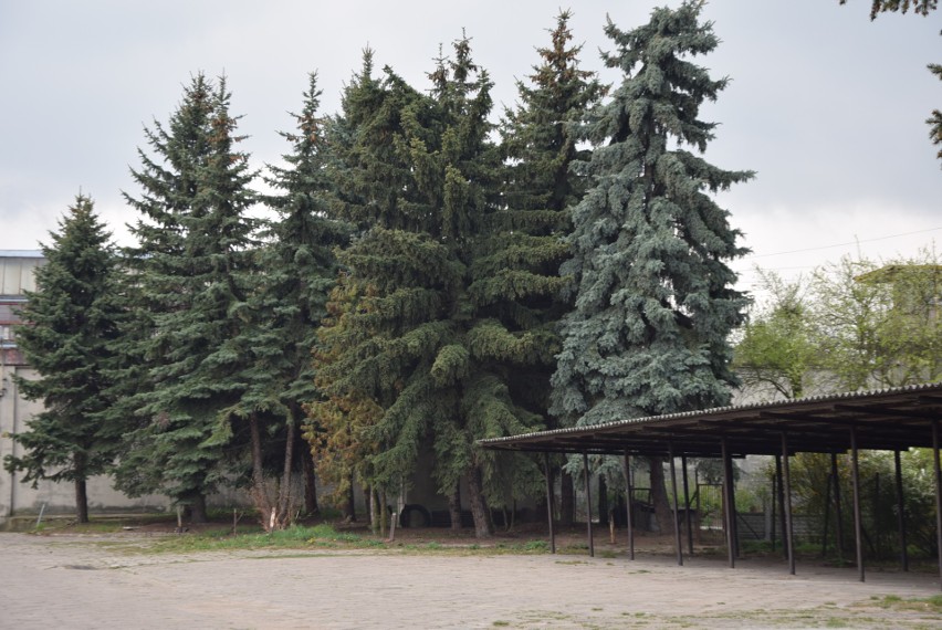 Sobota w prowincjonalnych dzielnicach Sieradza - ZDJĘCIA