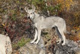 Rasy psów. Saarloos wolfhound