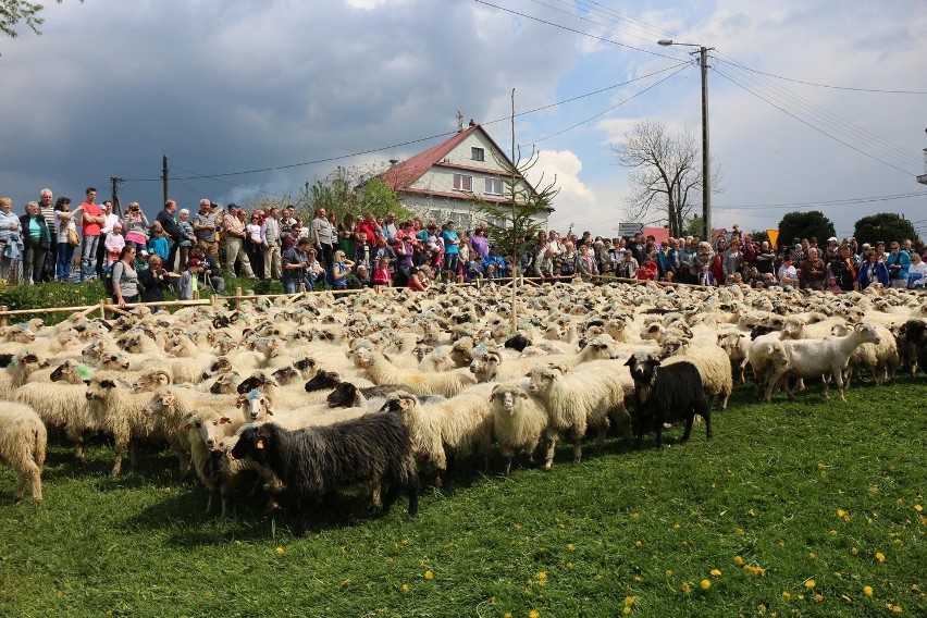 W Koniakowie odbył się tradycyjny obrzęd mieszania owiec [ZDJĘCIA]