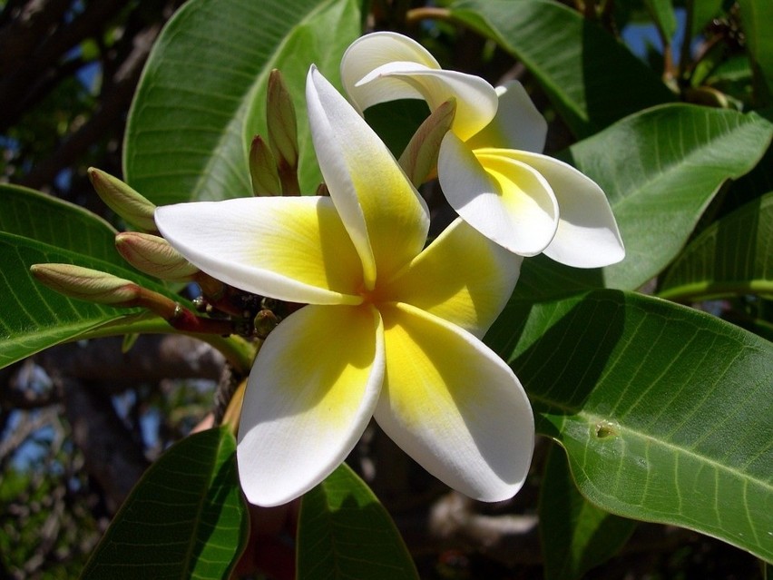 Plumeria...