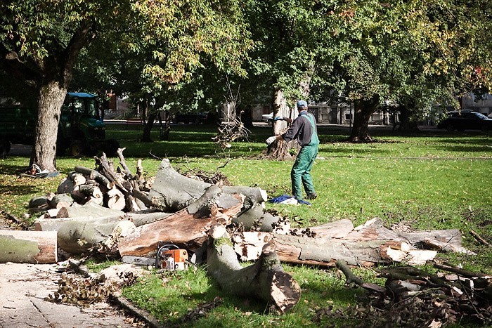 W centrum Słupska ścięto prawie 200-letnie drzewo...