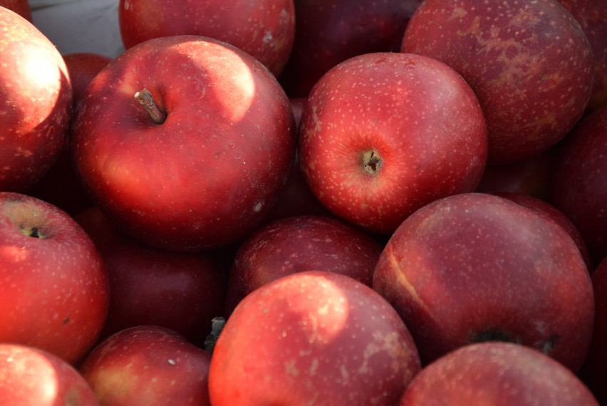 Jabłka - od 2 zł za kilogram