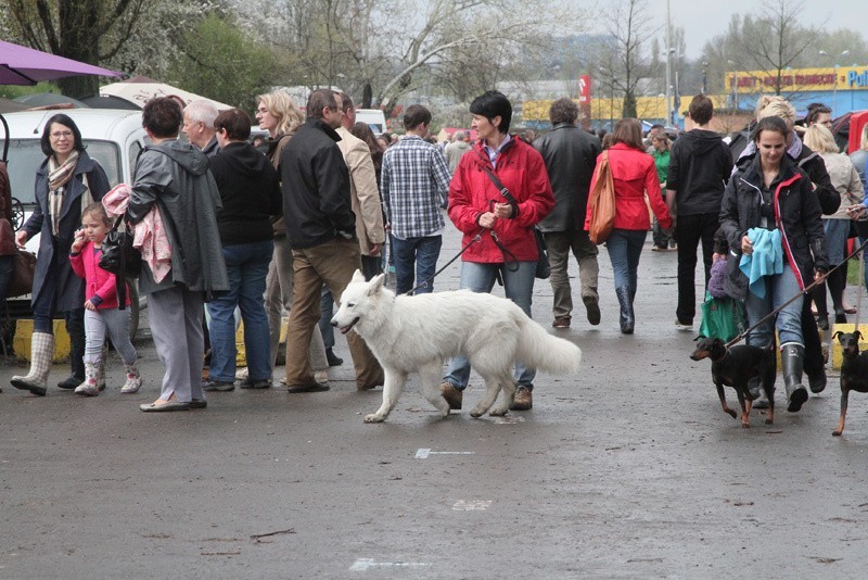 XXI Międzynarodowa Wystawa Psów Rasowych Łódź 4-5 maja 2013. [fim, zdjęcia]