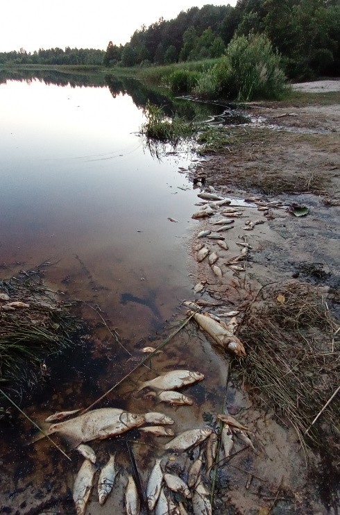 Śnięte ryby w jeziorze Glinki w powiecie włodawskim. Inspektorzy ustalają, co się stało. Zobacz zdjęcia