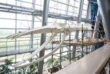 Montują szkielet płetwala na Uniwersytecie Gdańskim. Jedyny taki eksponat w Polsce [WIDEO,ZDJĘCIA]