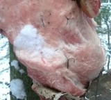 Puszcza Knyszyńska: Mięso naszpikowane igłami. Polują na leśne zwierzęta (zdjęcia, wideo)