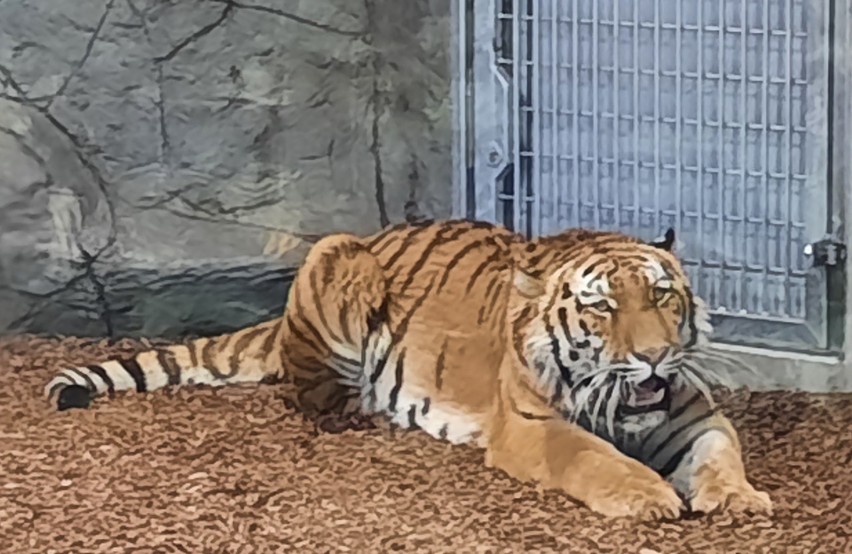 W opolskim ZOO można oglądać już lwy i tygrysa.