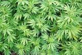 Marihuana rosła w doniczkach na Koniuchach