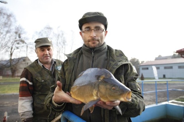 Gospodarstwo rybackie w Niemodlinie to  największy producent karpia w regionie.