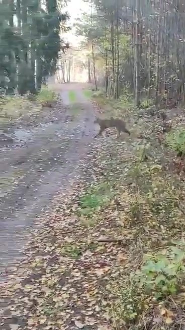 Kadr z nagrania, na którym widać rysia w dolnośląskich...