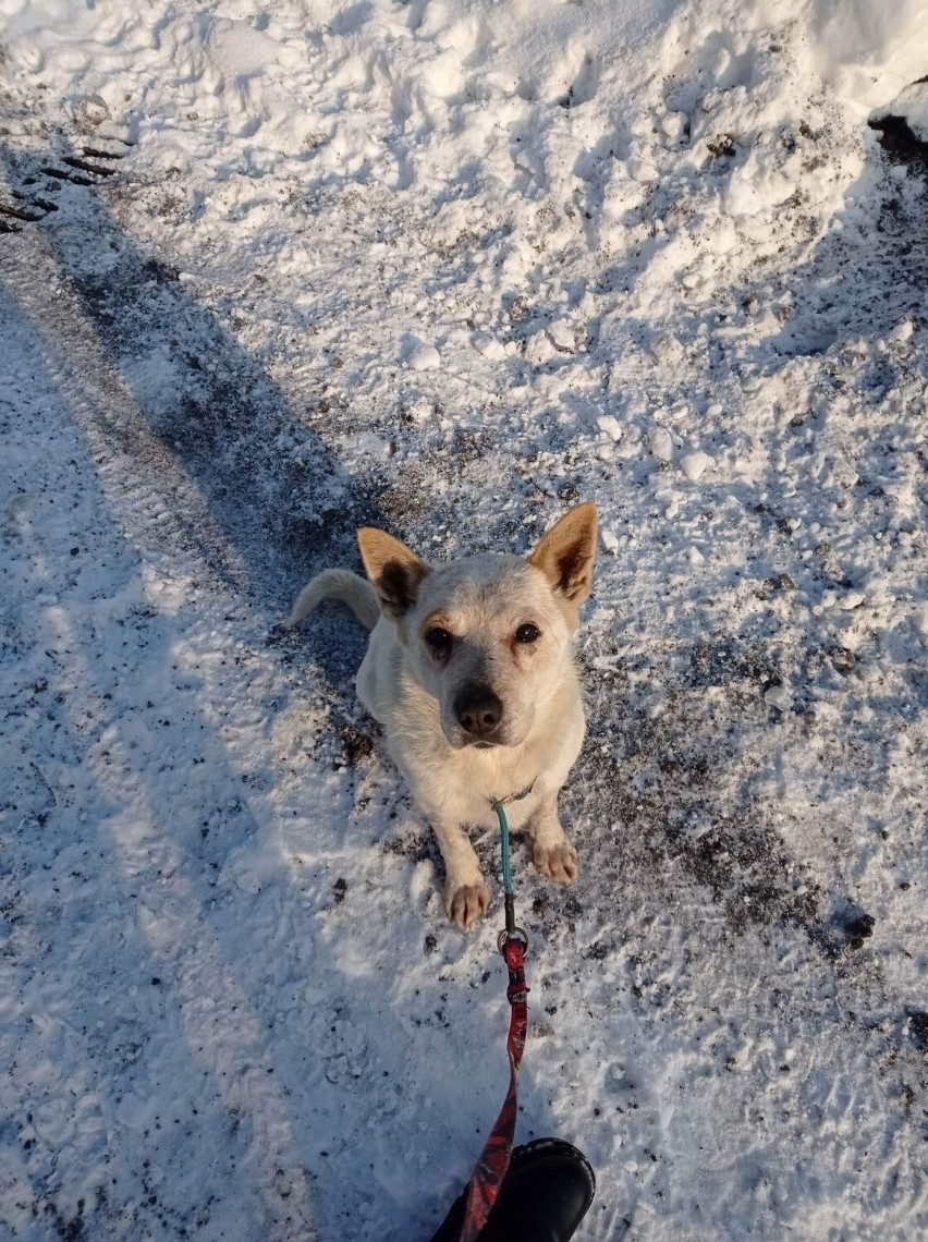 Śnieżek został zastrzelony przez zwyrodnialca? Tak twierdzi...