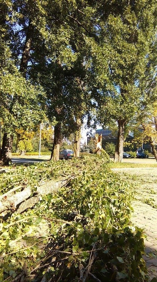 Złamane drzewo niedaleko hali Łuczniczki