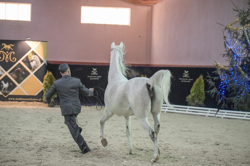 Winter Arabian Horse Auction w stadninie w Michałowie. Sprzedano 7 koni za 64 000 €
