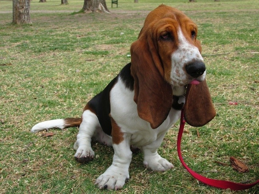 basset hound 

2,5–3,5 tys. zł