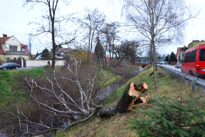 Regionalny Zarząd Gospodarki Wodnej wyciął cztery brzozy w...