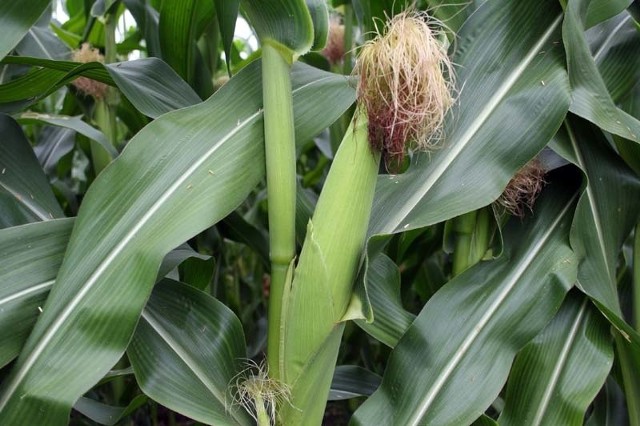 Dzień Kukurydzy w Szepietowie odbędzie się już 9 września