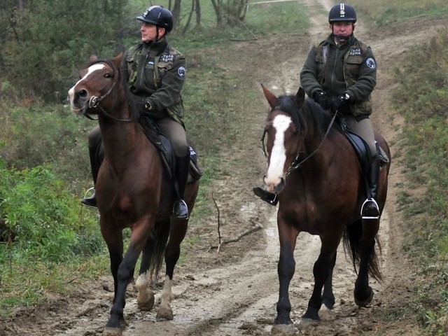 Dzięki zwierzętom patrole straży leśnej w Bieszczadach dotrą w niemal każde miejsce.