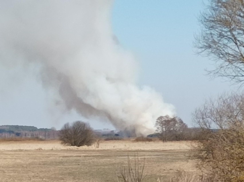 W Kielcach pożar traw zajął ponad 10 hektarów, strażacy...