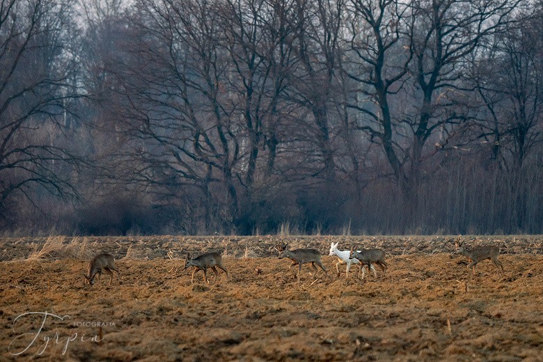 Niezwykła sarna albinos sfotografowana w poddębickim lesie.