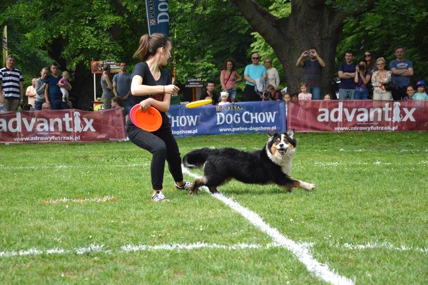 Zawody dogfrisbee czyli Dog Chow Disc Cup 2016 w parku...