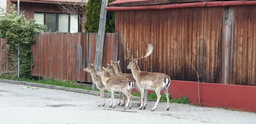 Stado danieli pojawiło się w Czarnym Dunajcu. Mimo...