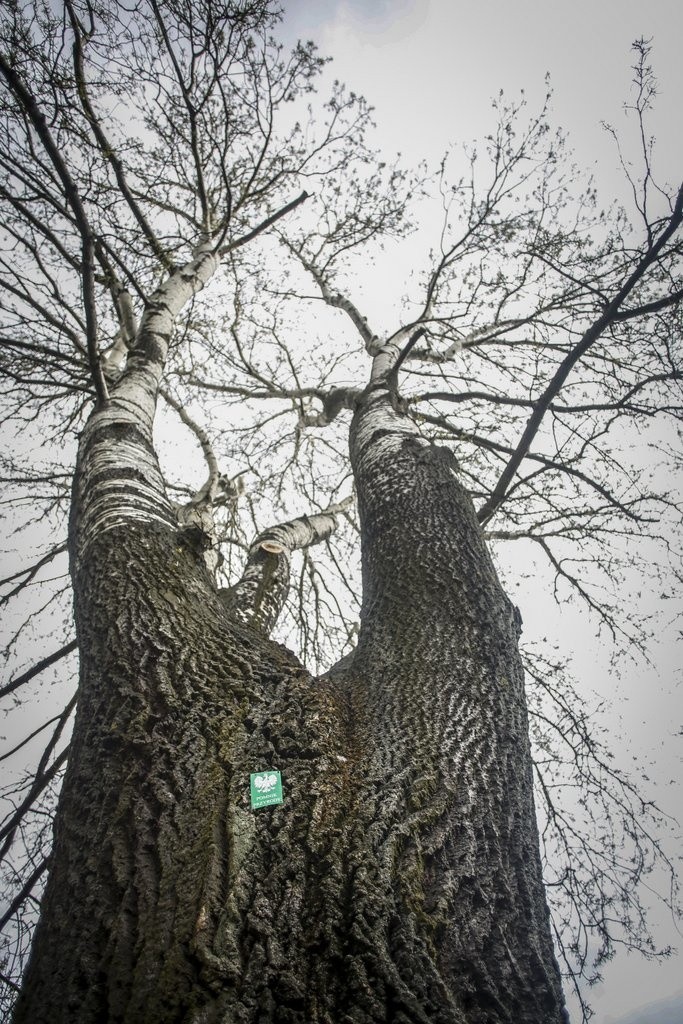 Akcję „ zgłoś drzewo na pomnik przyrody” zainaugurowano 27...