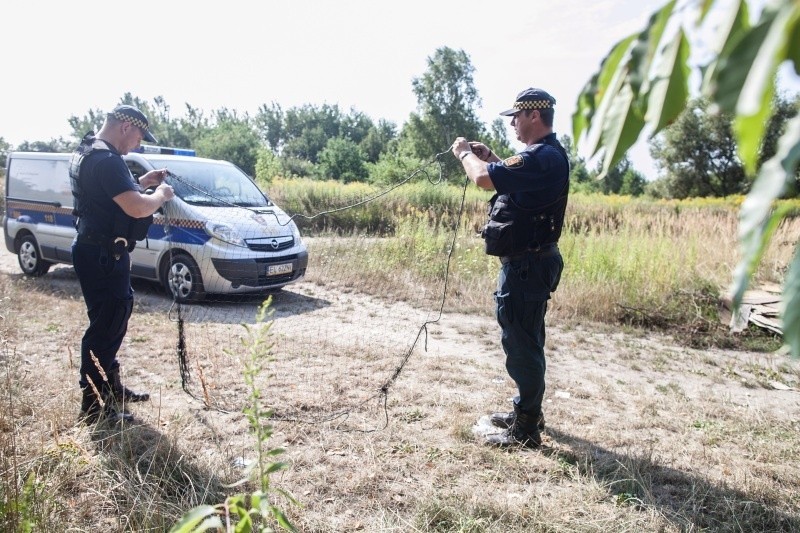 Strażnicy wyruszyli na poszukiwanie łosia wyposażeni w...