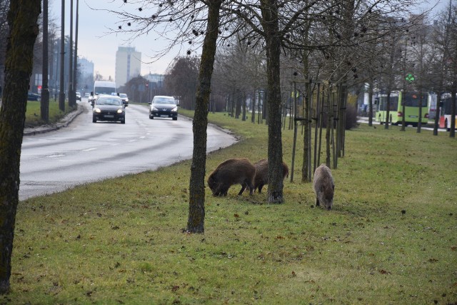 Dziki na ul. Piłsudskiego pojawiły się w sylwestra przed południem.