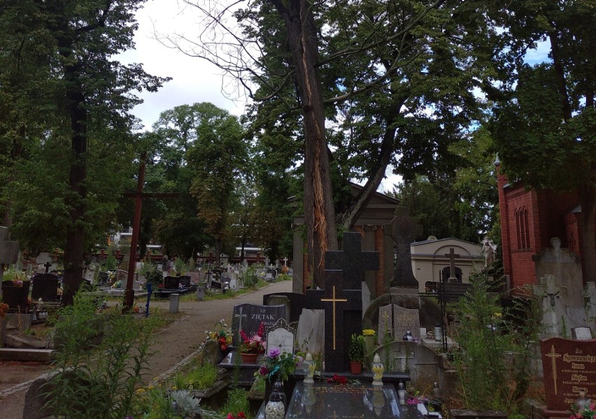 Osiem uschniętych drzew na Cmentarzu Starofarnym zostanie...