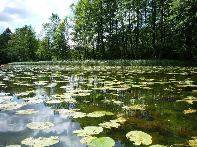 Rzeka charakteryzuje się głęboko wciętą doliną meandrującą wśród Lasów Wałeckich, trzęsawisk i mokradeł. Jej źródła znajdują się w sąsiednim rezerwacie Diabli Skok. W wielu miejscach w meandrach rzeki utworzyły się wielkopowierzchniowe torfowiska niskie w znacznym stopniu wzbogacone w związki wapnia i magnezu. Specyficzne warunki dopływu wód podziemnych o wysokiej koncentracji węglanu wapnia odzwierciedlają wyjątkowy skład gatunkowy roślin oraz zbiorowisk roślinnych torfowisk będący unikatowym w skali regionu. (Generalna Dyrekcja Ochrony Środowiska)