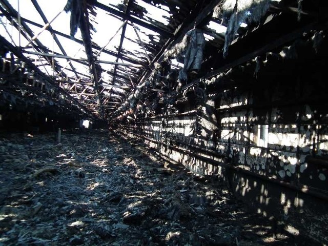 Strasznie wyglądała w poniedziałek spalona hala kurnika w Krasocinie o wymiarach 100 na 12 metrów, w której zginęło 37 tysięcy kurcząt.