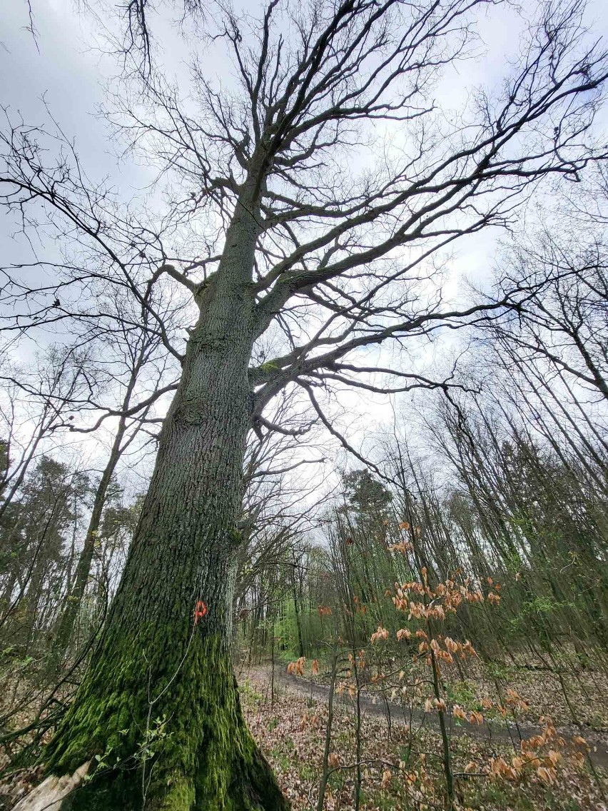 Miasto dostało na ring tylko na ten rok 60 mln zł...