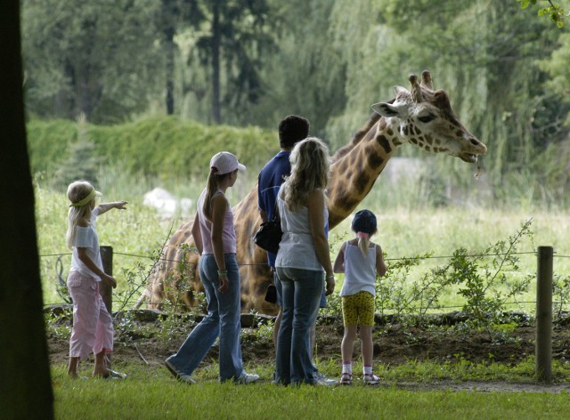 W ostatnich latach opolskie zoo biło rekordy frekwencji, ale sytuacja zmieniła się w 2015 roku. Wtedy ogród odwiedziło 234 tysiące osób, a rok wcześniej aż 298 tys. zwiedzających.