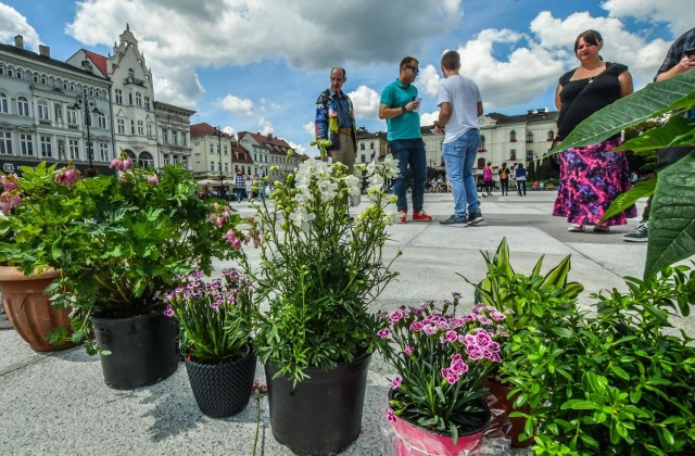 W połowie lipca bydgoscy Zieloni zorganizowali na Starym Rynku specjalny happening, w czasie którego ustawili m.in. donice z kwiatami