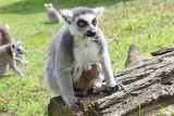 Wrocławski Madagaskar rozrasta się. Na świat przyszły cztery lemury katta