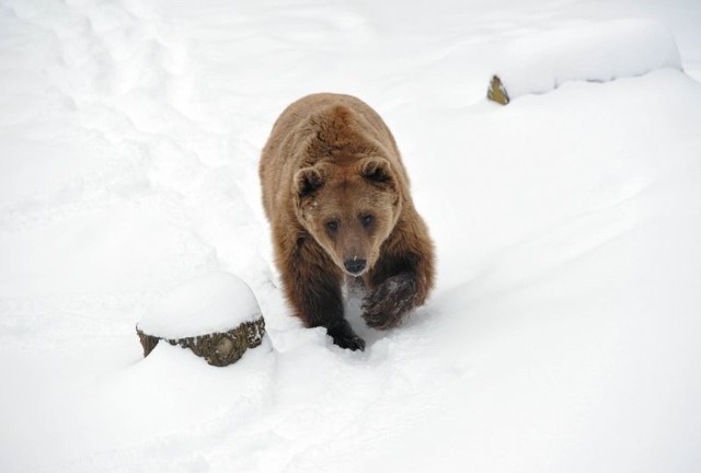 Ursus przetrzebi Puszczę Białowieską