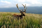 W Bieszczadach rozpoczęły się gody. Jelenie są na rykowiskach