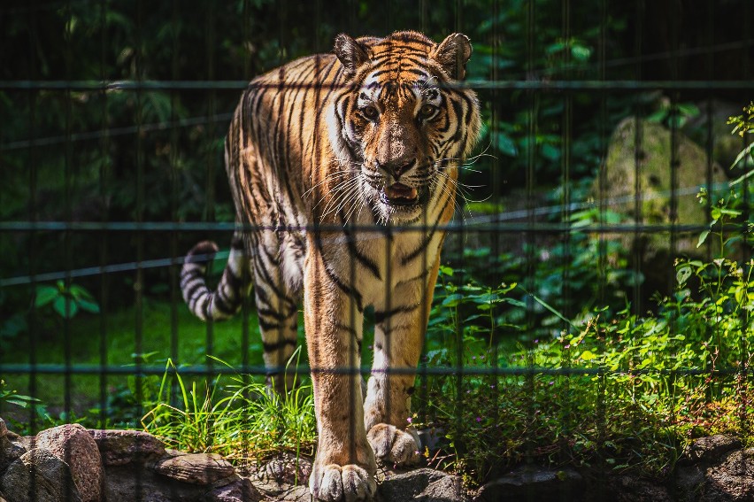 Światowy Dzień Tygrysa w gdańskim zoo 29.07.2019