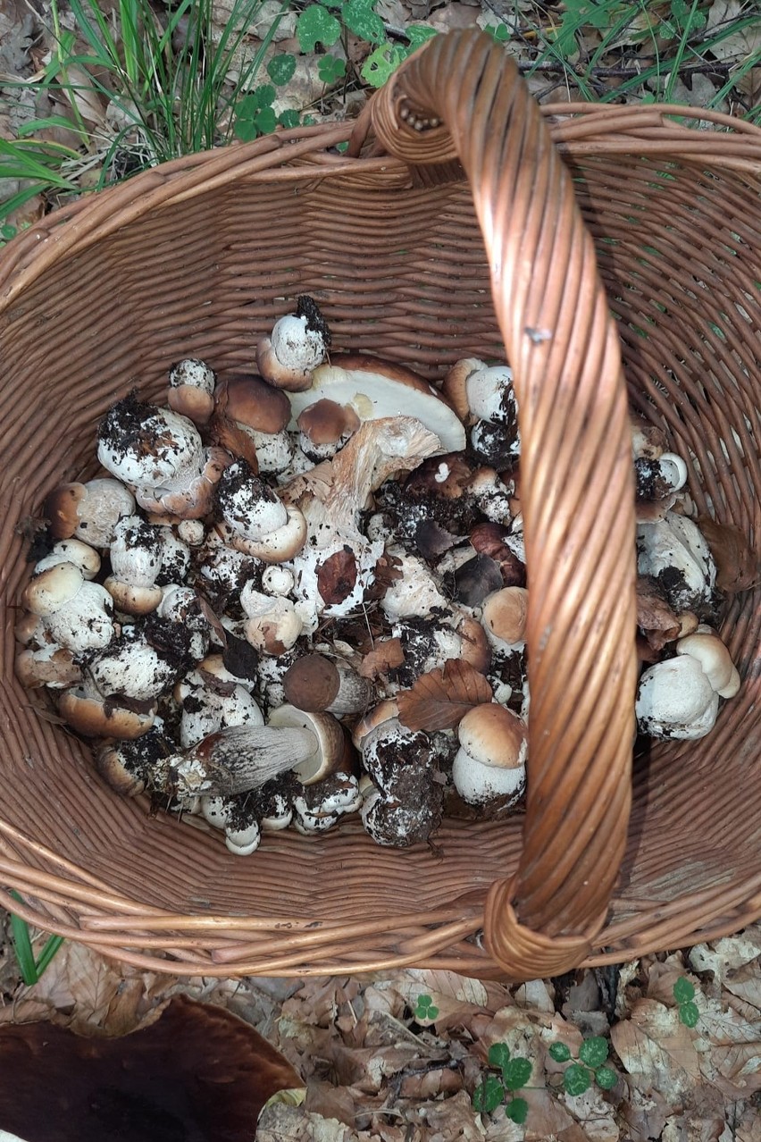 Choć szczyt sezonu nastąpi jesienią, to wiele grzybów jest...